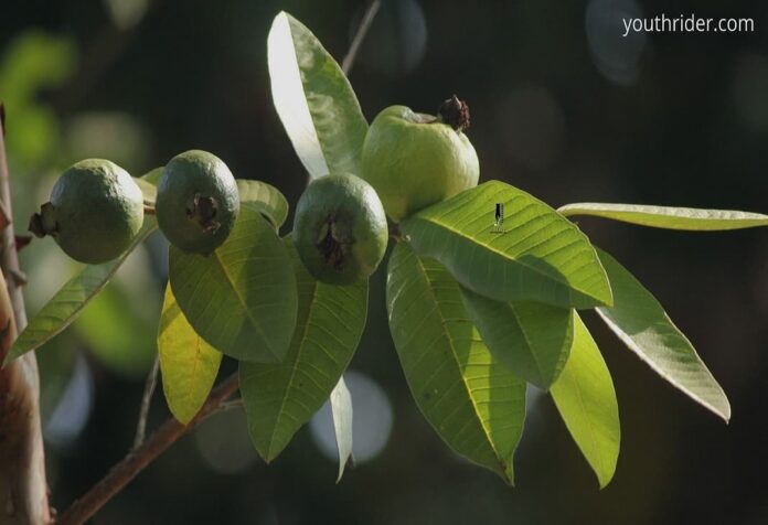 what are the Guava leaves benefits?